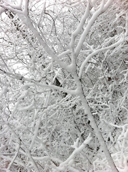 Big Limestone Knob Trail - 2